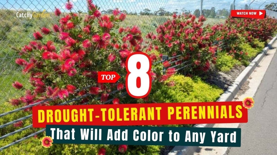 TOP 8 DROUGHT-TOLERANT PERENNIALS That Will ADD COLOR to ANY YARD 🌺🌻 // Tough Plants