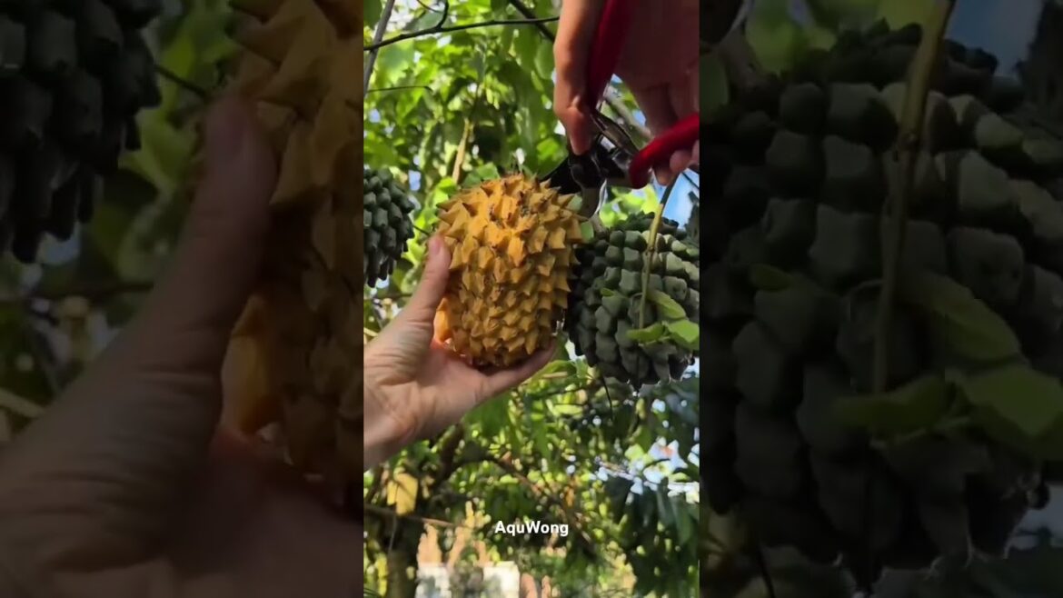 picking fruit in a rural garden #shorts #trending #fruit #farming