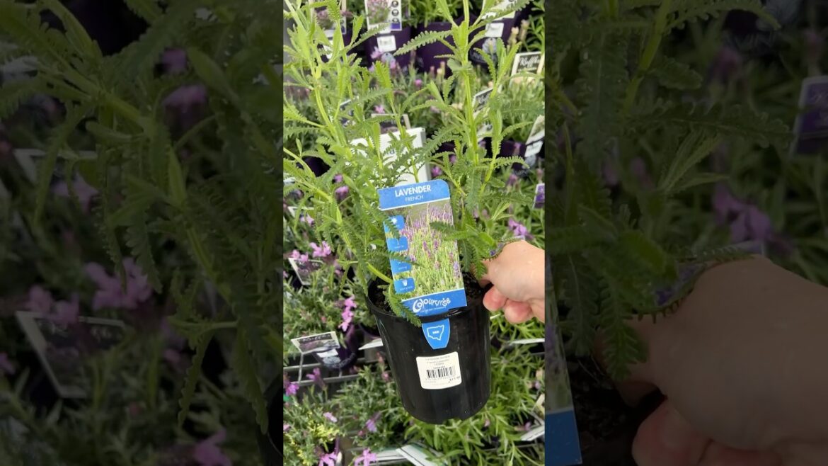 Come To @bunningswarehouse With Me #garden #gardener #gardening