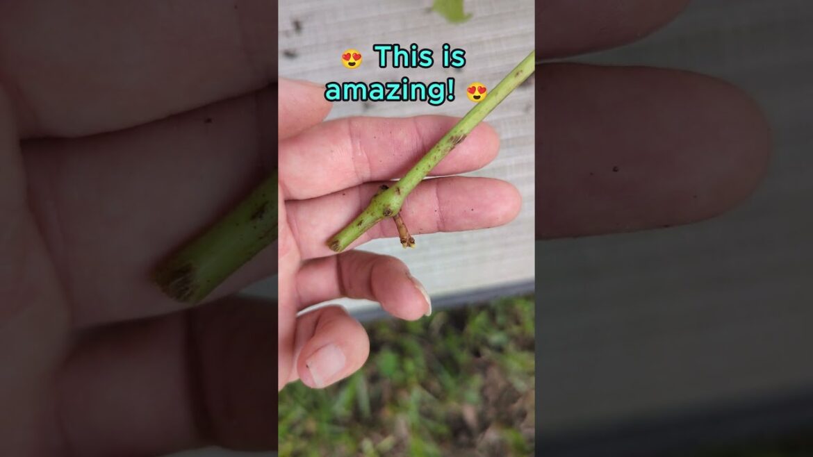 🍇☺️ Grape vine rooted – it was left on the ground! #grapevine #grape #grapetree #grapegarden 🍇☺️ Grape vine rooted - it was left on the ground! #grapevine #grape #grapetree #grapegarden