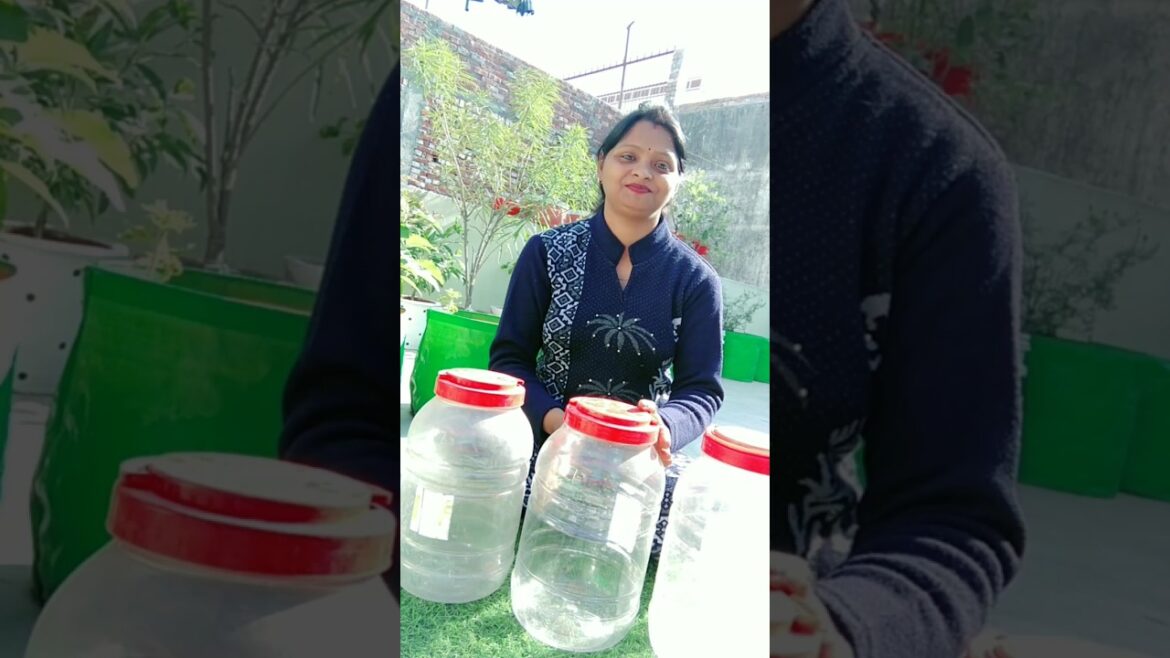 Waste plastic container used for gardening #plants #gardeningtips #waste #diy #plasticbottlereuse Waste plastic container used for gardening #plants #gardeningtips #waste #diy #plasticbottlereuse