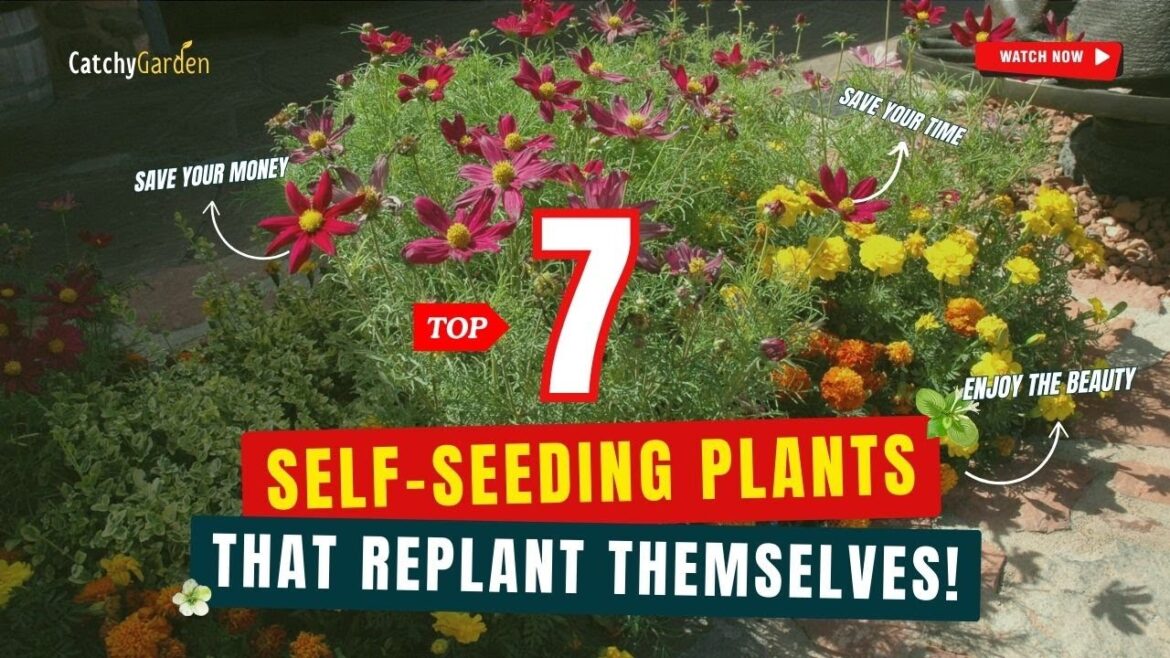 TOP 7 SELF-SEEDING PLANTS THAT REPLANT THEMSELVES! πΌπΊπ» // GArdening Ideas TOP 7 SELF-SEEDING PLANTS THAT REPLANT THEMSELVES! πΌπΊπ» // GArdening Ideas