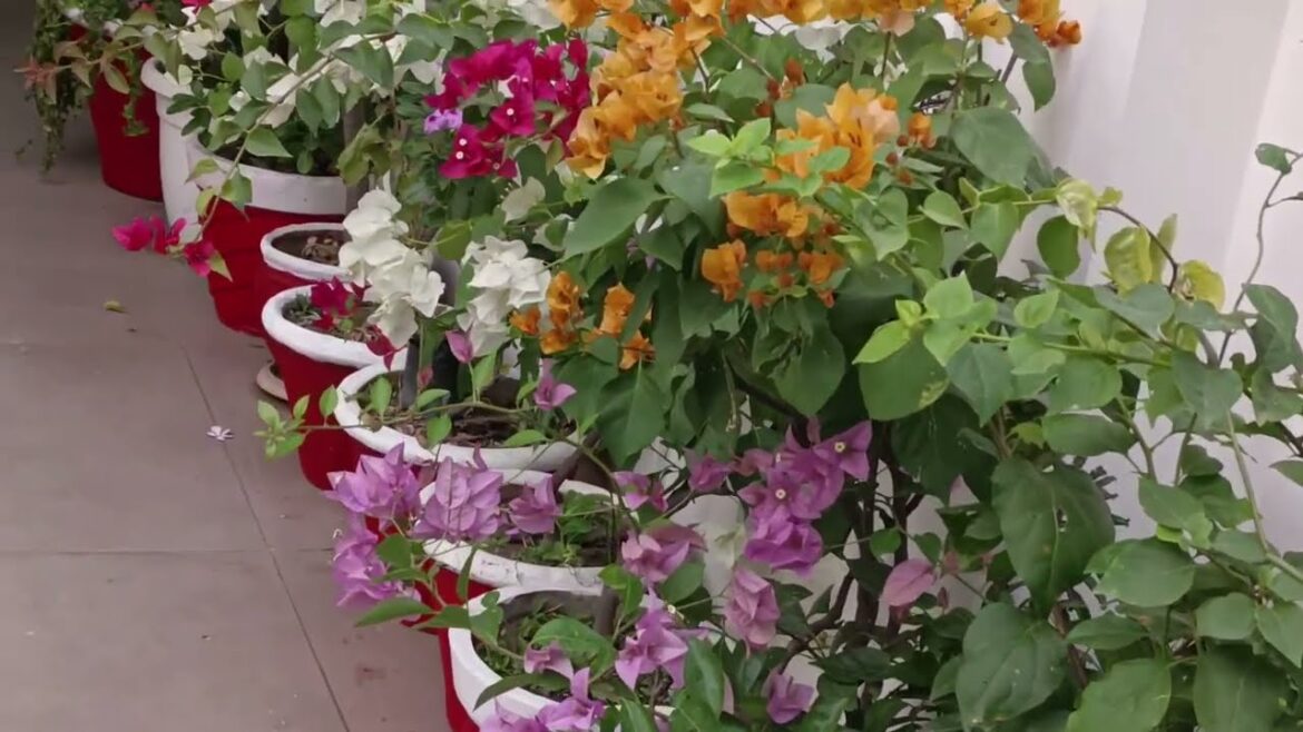 Garden design ideas||Garden decoration ideas || outdoor gardening ideas