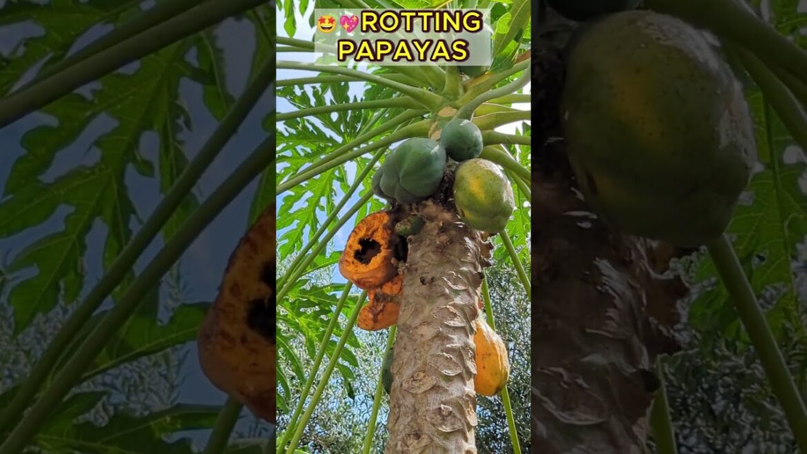 🍑Papayas were ready to pick and they are rotting on the tree! #papayatree #papayaplant