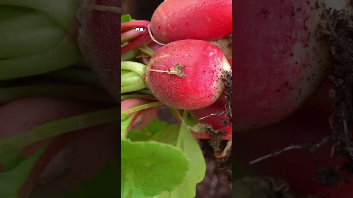 California Gardening: Harvesting Moringa, French Breakfast Radish, and Bearrs Lime: Garden to Table! Harvesting Moringa, French Breakfast Radish, and Bearrs Lime: Garden to Table!