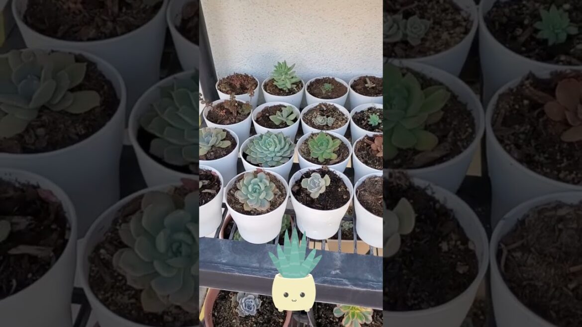 Succulent Collection🌵✨