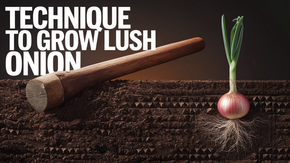 π The Secret to Growing Green Onions from Bulbs Perfectly! π The Secret to Growing Green Onions from Bulbs Perfectly!