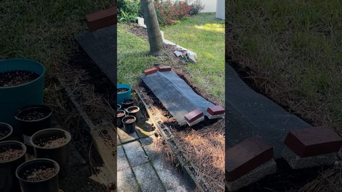 DIY Garden Hacks: How to Keep Critters Away from Vegetable Beds #gardeningtips #pestcontrol #shorts DIY Garden Hacks: How to Keep Critters Away from Vegetable Beds #gardeningtips #pestcontrol #shorts