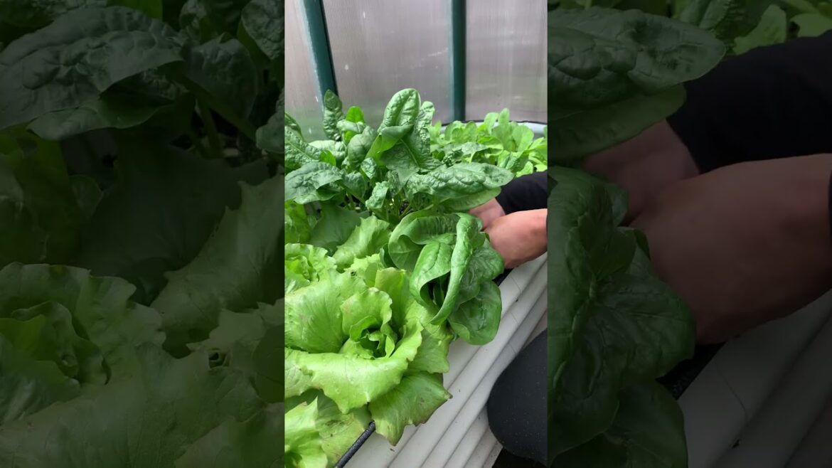 From spring to winter we had plants growing in the greenhouse, non stop. Here’s how we did it