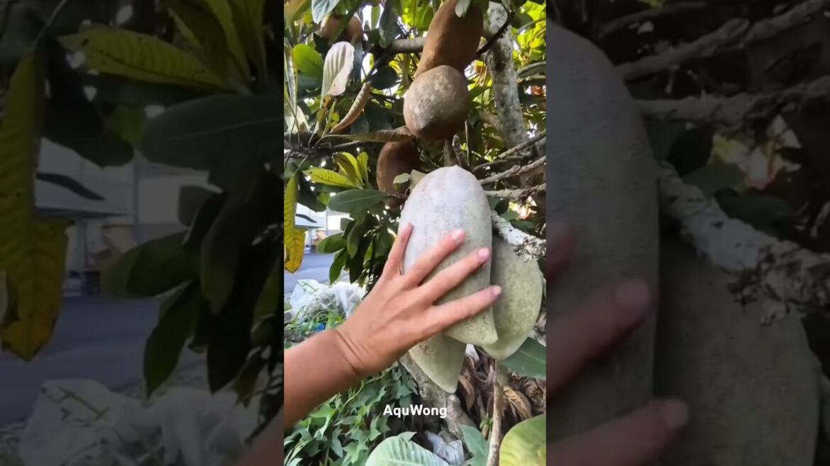 PICKING FRESH FRUIT in My Own Backyard!