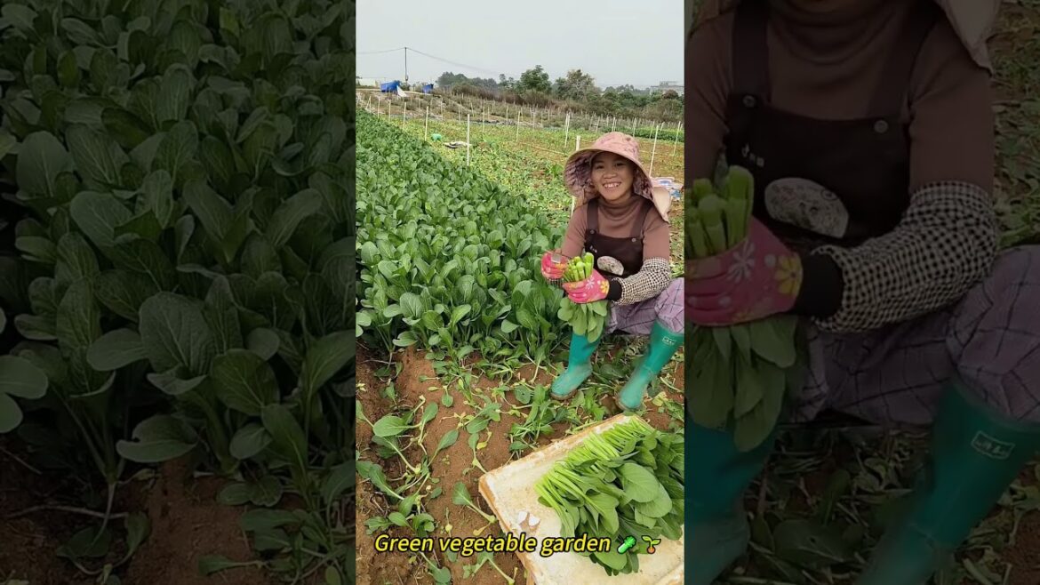 Green vegetable garden 🥬🌱
