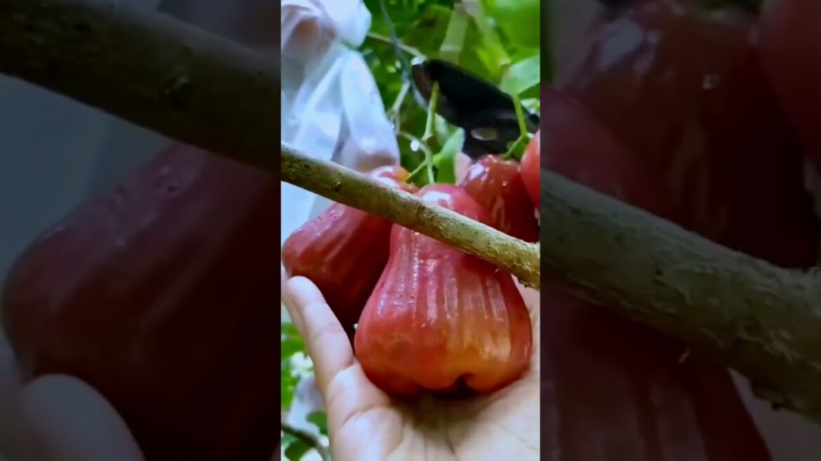 Amazing Juicy Fruits ๐๐#fruit #nature#nature #fruitcarving #shorts Amazing Juicy Fruits ๐๐#fruit #nature#nature #fruitcarving #shorts