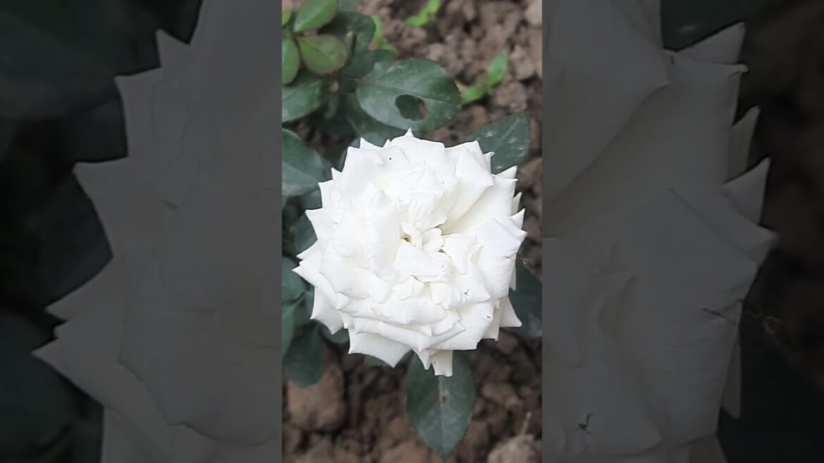 Phool mangoo Na Bahar Mangoo #shortvideo #viralvideo #flower