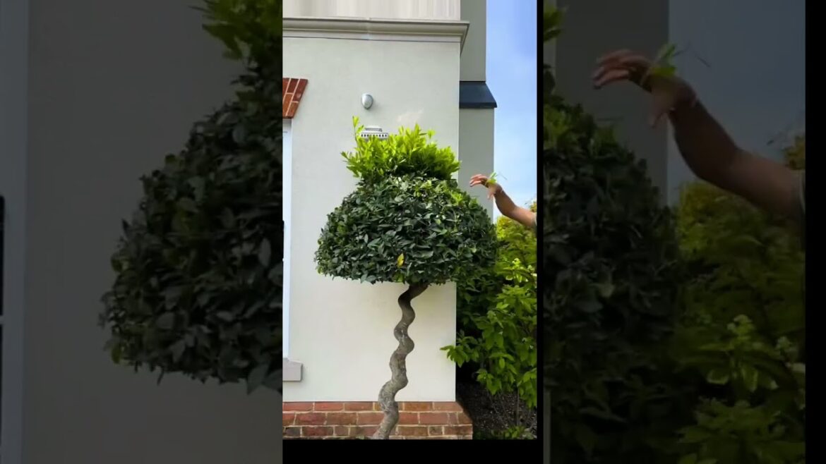 Regular maintenance keeps your garden looking its best #gardeningtips #gardenobsessed #garden