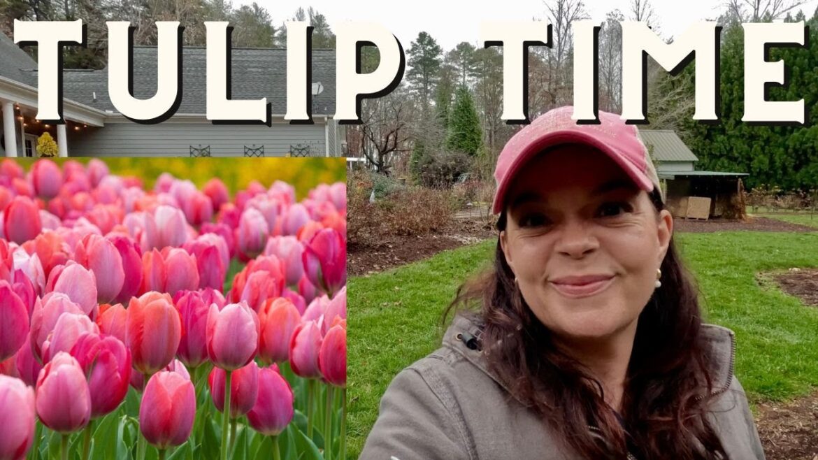 Spring Is Going to Be Stunning! Planting 700 Tulips in the Backyard Spring Is Going to Be Stunning! Planting 700 Tulips in the Backyard