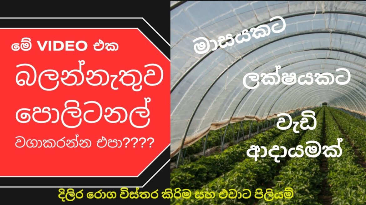 ලක්ෂගනන් ලාභ ගන්න මේ රෝග ගැන දැනගන වගාකරන්න/Greenhouse grow #news #gardening ලක්ෂගනන් ලාභ ගන්න මේ රෝග ගැන දැනගන වගාකරන්න/Greenhouse grow #news #gardening