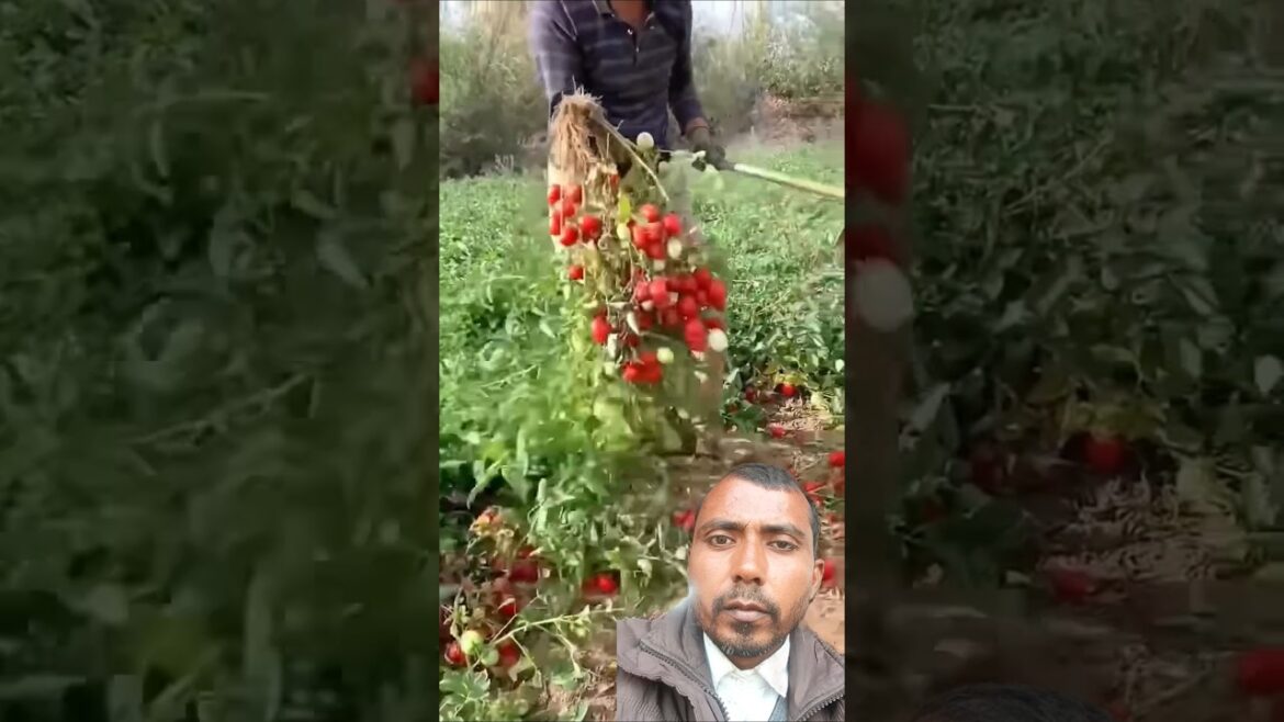 🍅Tomato Harvest Amazing🍅  #farming #satisfying #shorts #agriculture #china #cropmanagement