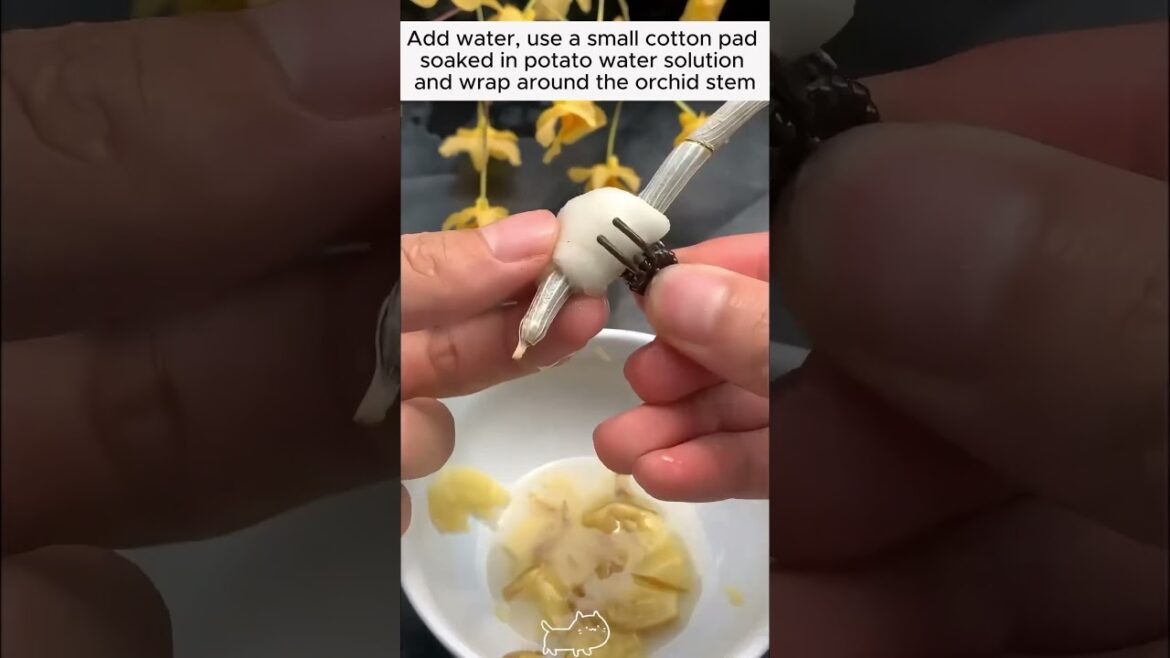 Subscribe for more such Gardening Tips & Ideas 👈🍁 #garden #gardening #gardeningideas #gardeningtips