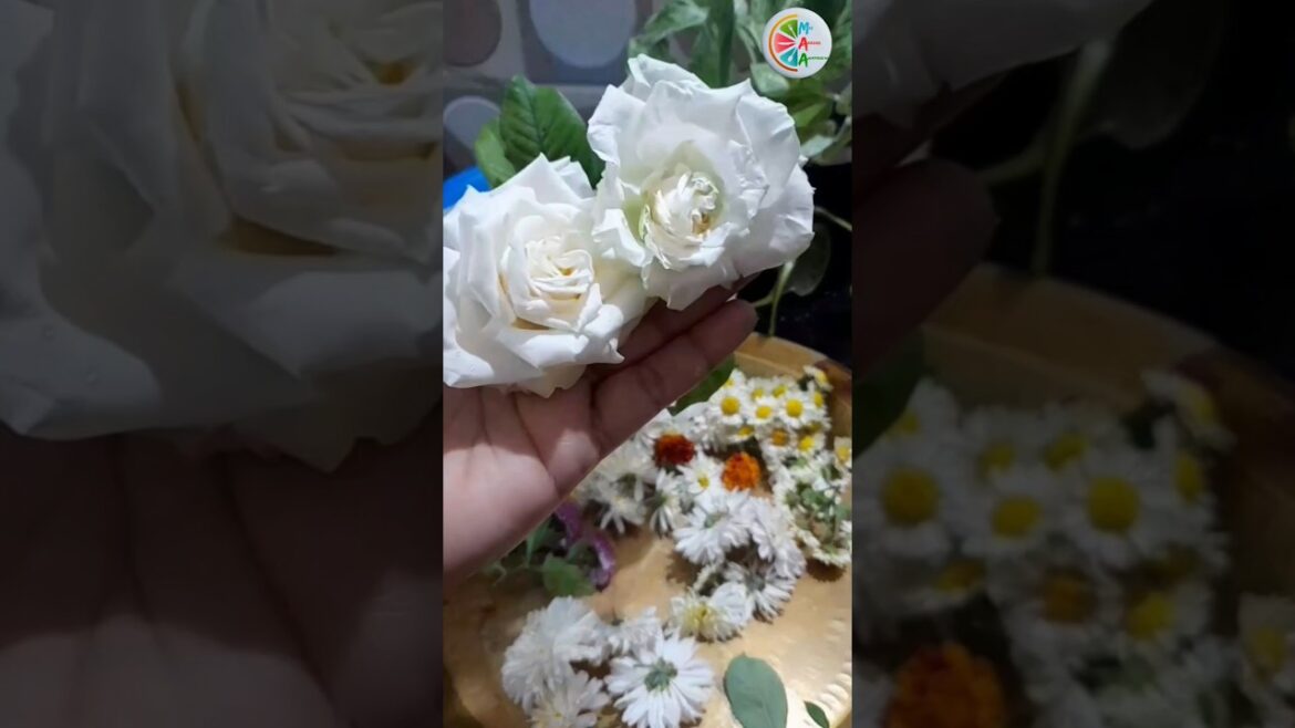 ββ #shorts ββ #shorts