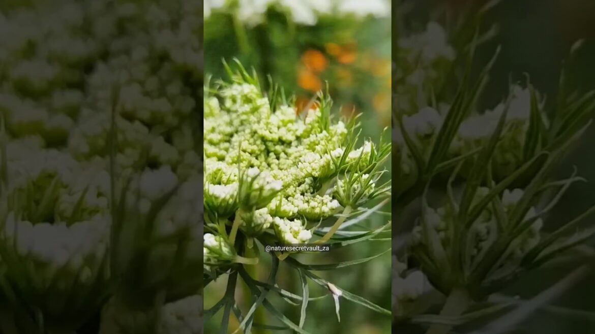 Carrot flowers #gardening #organicgardener #carrot #fypviral #shorts #flowers #viralshorts #nature