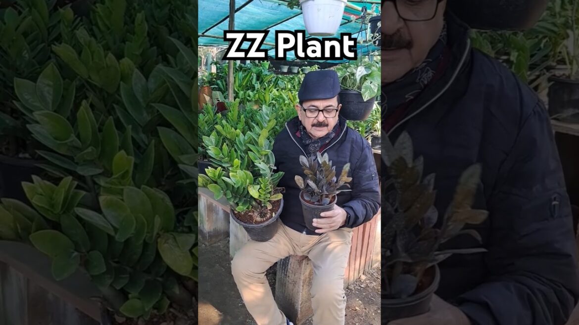 ZZ Plant: The Ultimate Low-Maintenance, Air Purifier, Low-Light Wonder! #indoorplants ZZ Plant: The Ultimate Low-Maintenance, Air Purifier, Low-Light Wonder! #indoorplants