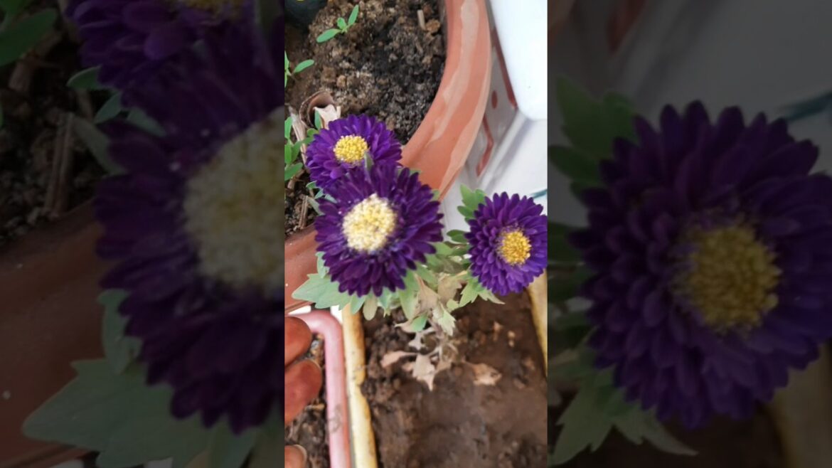 Terracegarden #garden #plants #gardening #gardeningtips #homegarden #shortsfeed #shortvideo #shorts