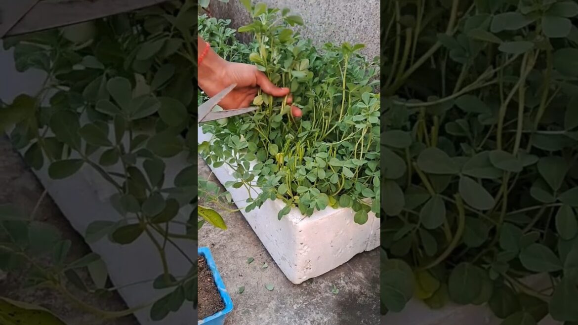 Time to harvest  #organicgardening #youtubeshorts  #vegetablegardening