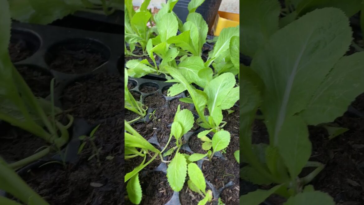 Daily life gardener by meimei / tips for growing/ enjoy with organic vegetable #shorts #gardening