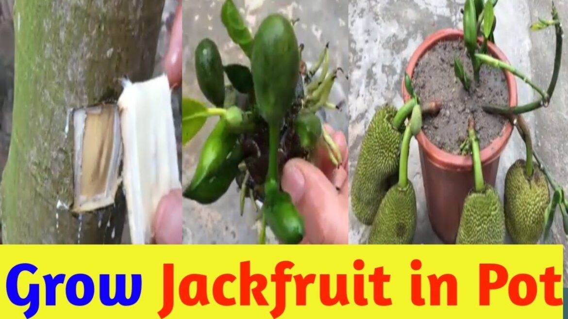 Grow Your Own JACKFRUIT Tree with Grafting? JACKFRUIT Plant Grafting! #jackfruit