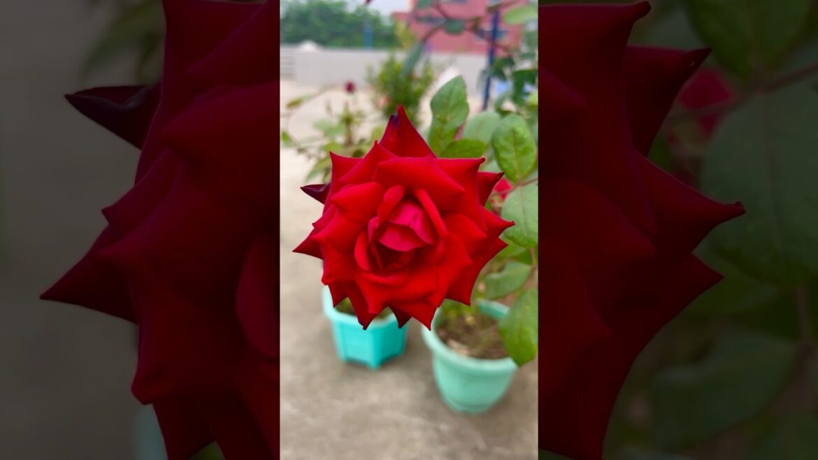 Red rose flower | terrace gardening π·π#shorts #gardening #garden Red rose flower | terrace gardening π·π#shorts #gardening #garden