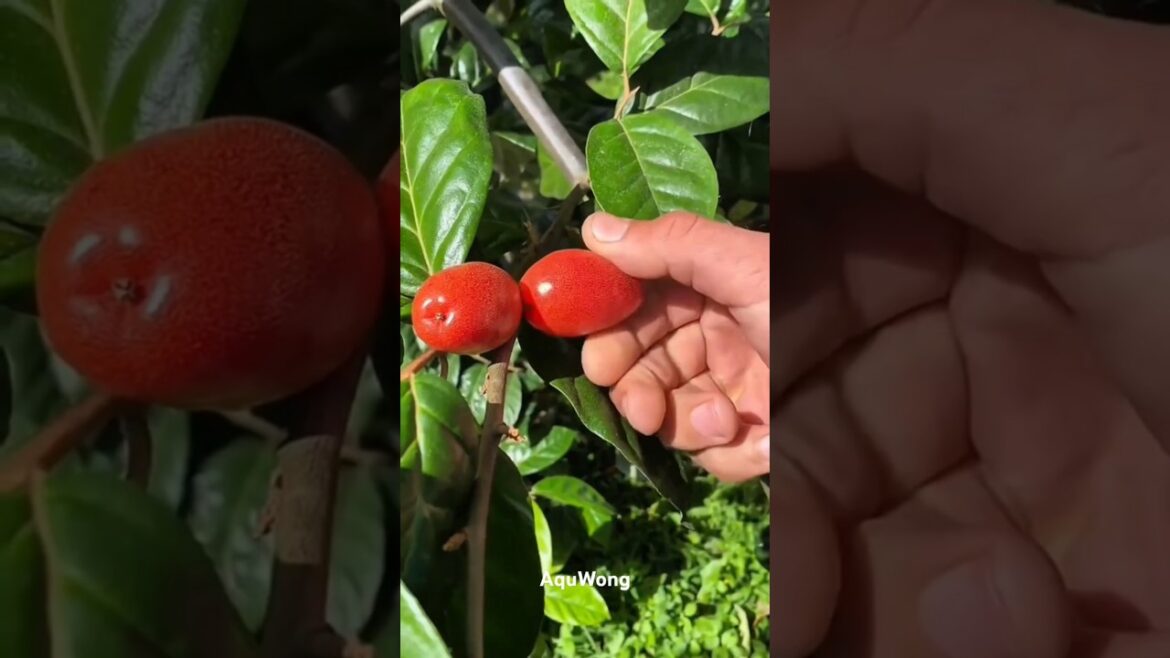 picking fruit in a rural garden #shorts #trending #fruit #farming