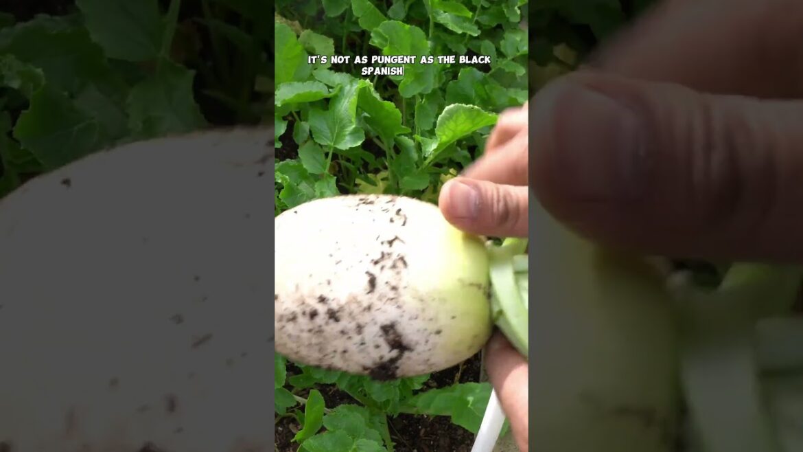Growing & Harvesting Radishes: Black Spanish & Korean Radish for Kimchi!