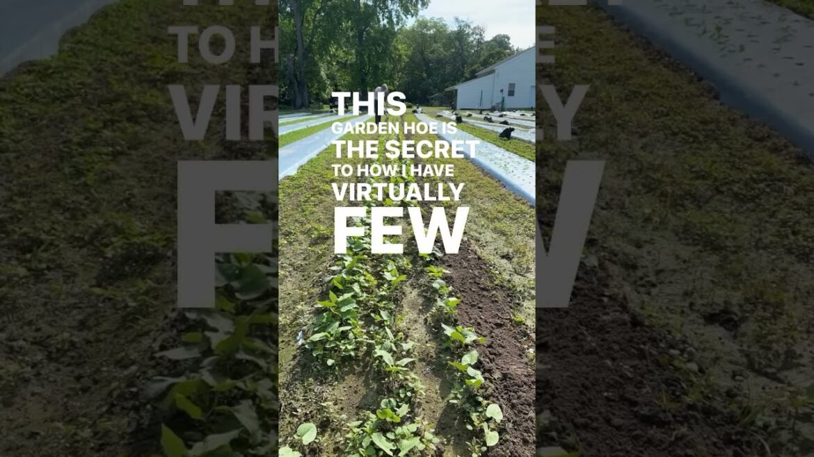 20% off until midnight 12/2, tools, seeds, supplies , & books! Comment SHOP and I’ll DM the link or 20% off until midnight 12/2, tools, seeds, supplies , & books! Comment SHOP and I’ll DM the link or