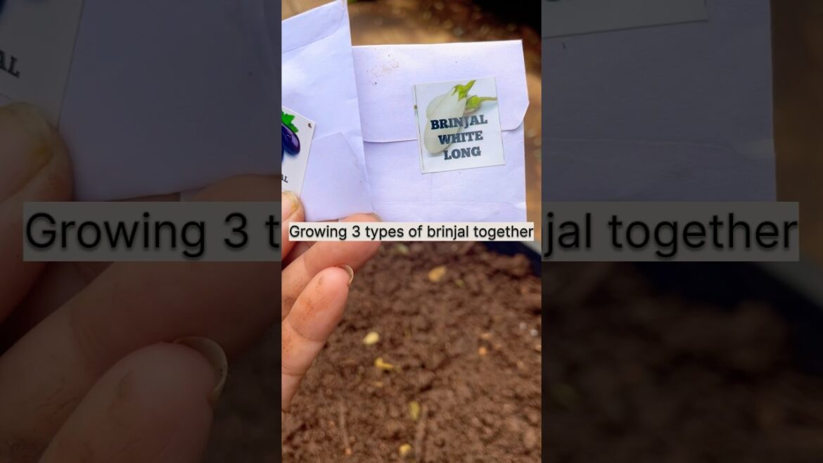 Growing 3 Types of Brinjals🍆 This Winter With Result #shorts #shortfeed #brinjal #organicgarden