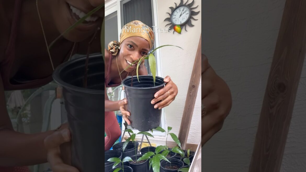 I Grew Mango Trees In My Garden 🥭🪴