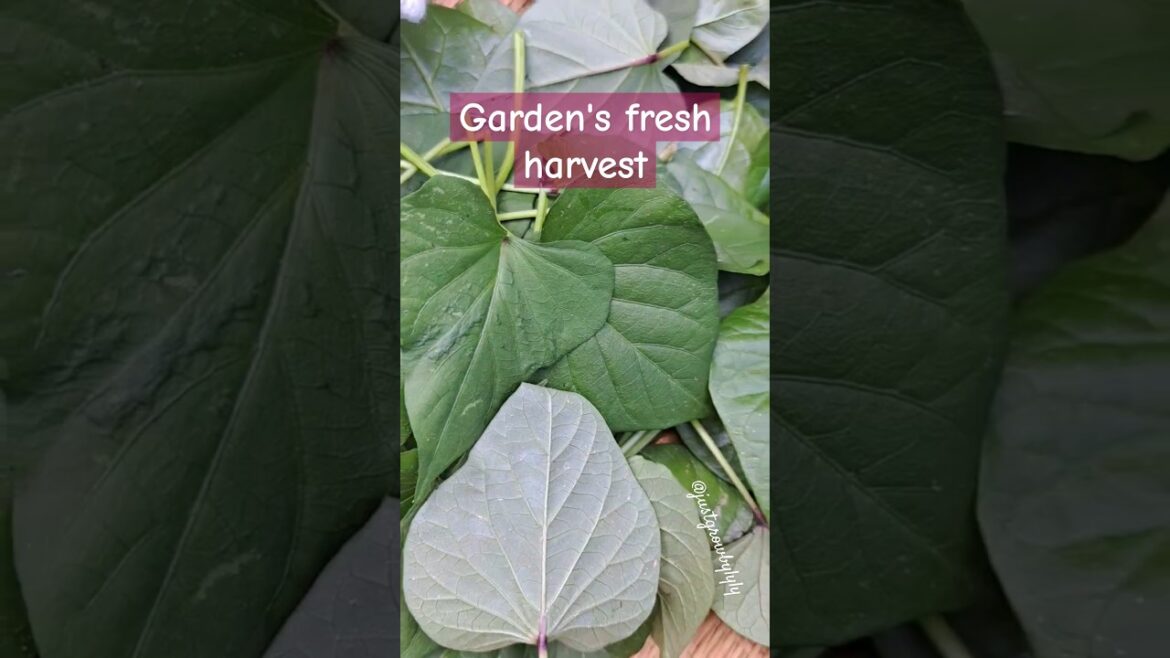 Harvest homegrow container garden spinach & leaves #sufficient #potager #shorts #harvestwithme #asmr