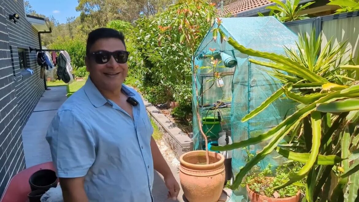 Experienced Gardener Growing Rare Indian Fruit Trees and Stone Fruits in Australia
