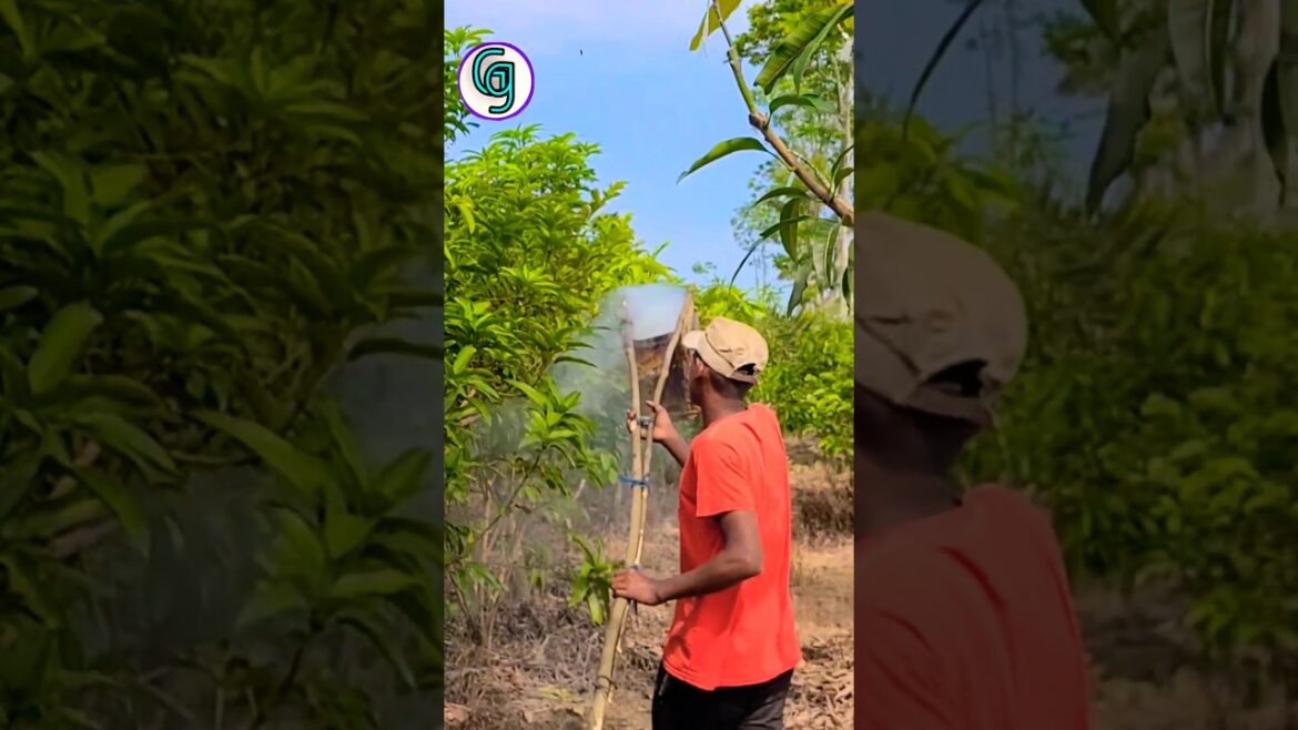 Amazing Gardening Tips For Fruits Gardener | #Virulshorts #farming #short Amazing Gardening Tips For Fruits Gardener | #Virulshorts #farming #short