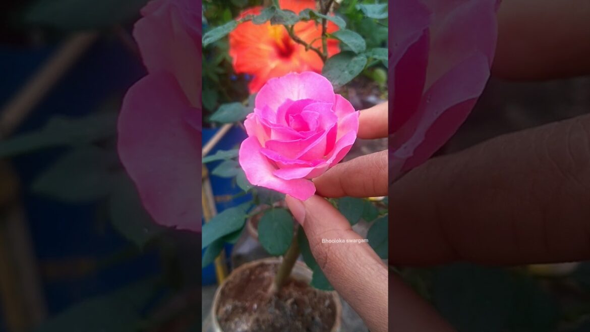 గులాబీ పువ్వులు Rose plant care and tips to get more flowers- prune rose plant to get more flowers