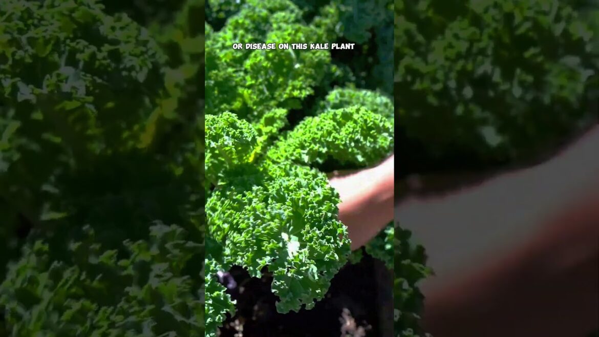 California Gardening: Grow & Harvest Kale: Cut-and-Come-Again Method + Worm Castings Benefits! Grow & Harvest Kale: Cut-and-Come-Again Method + Worm Castings Benefits!