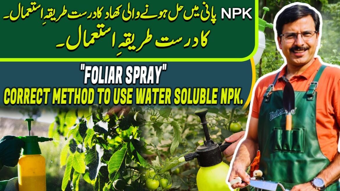 "FOLIAR SPRAY" | Correct method to use water soluble NPK |  Gardening With Javed Iqbal