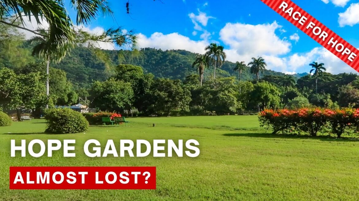 Hope Gardens Miracle: How It Survives Kingston Property Boom. Race for Hope. Hope Gardens Miracle: How It Survives Kingston Property Boom. Race for Hope.