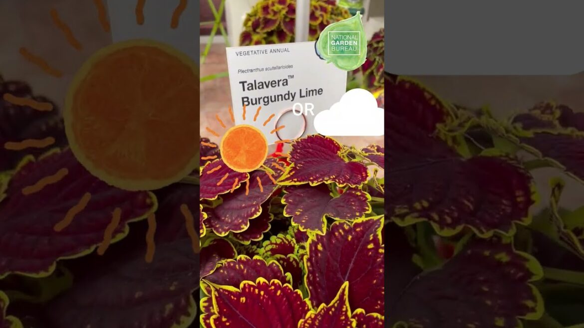 Stunning Summer Combo: Coleus & Impatiens for Vibrant Containers #gardening #garden