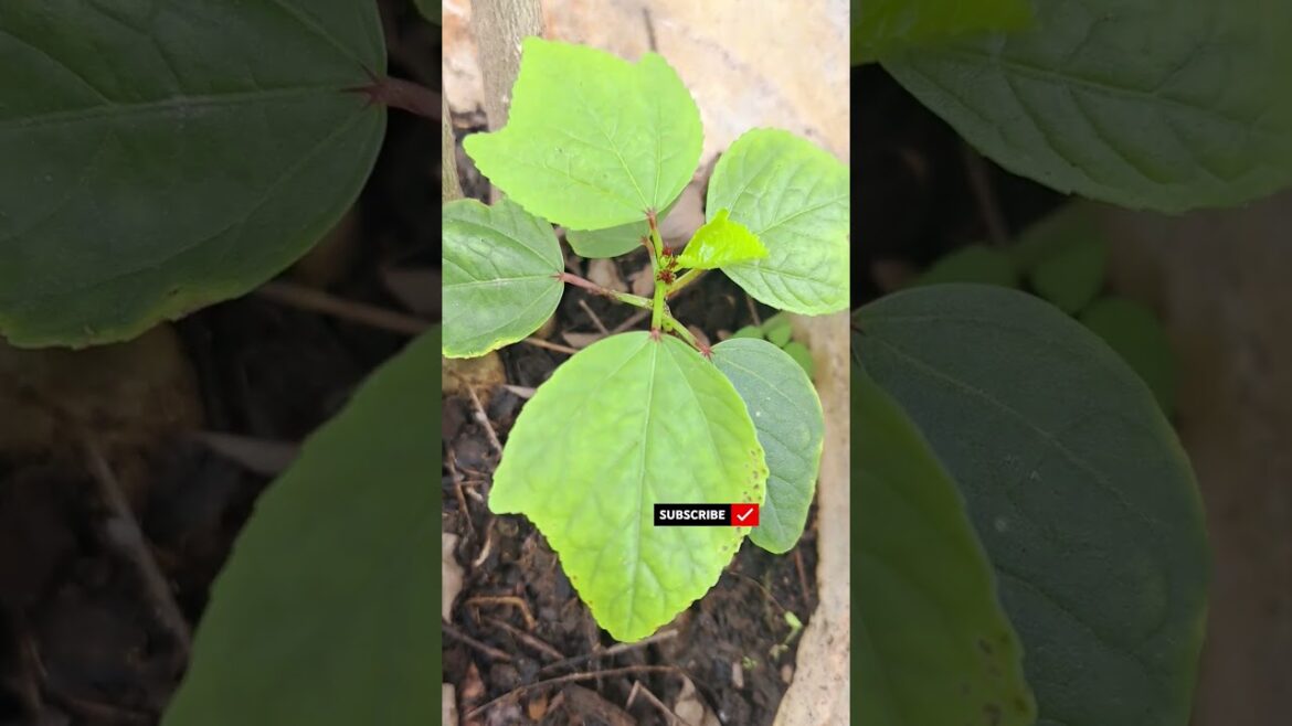 Rosella plant seedling is growing #rosella #groseille #garden #oseille #plant #sufficient #short Rosella plant seedling is growing #rosella #groseille #garden #oseille #plant #sufficient #short