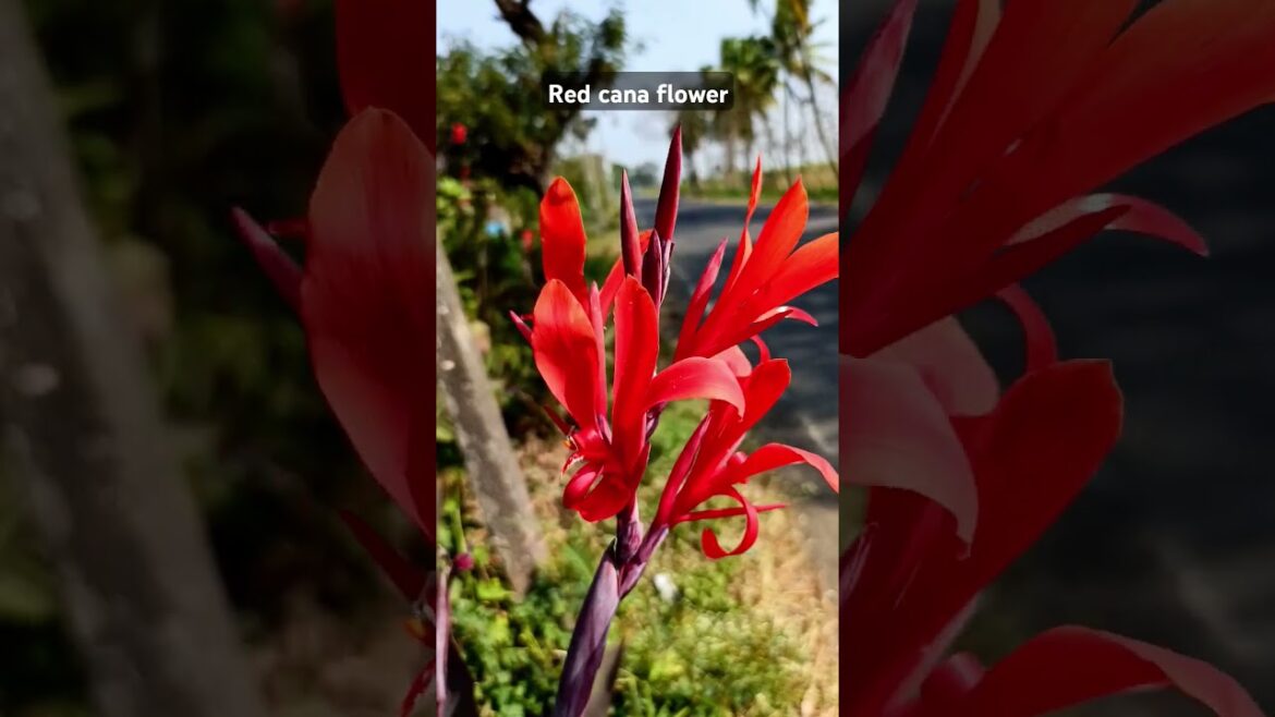 Red cana flower #shorts