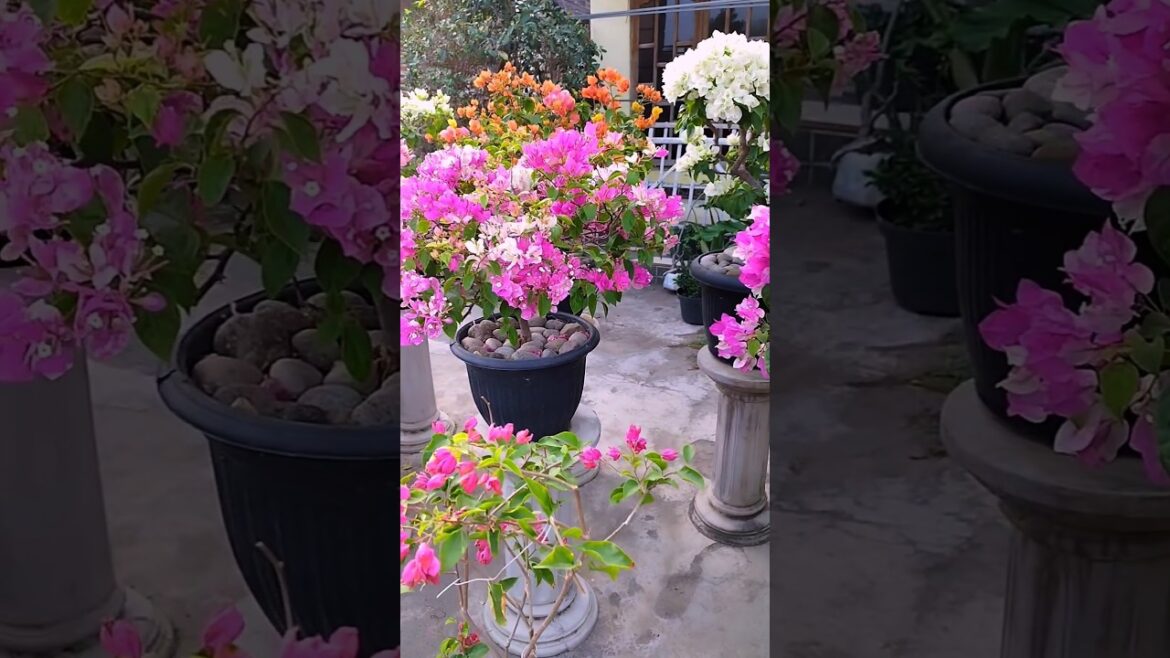 Tips For Bougainvillea flower | How to Gardening #shorts #shortsvideo #gardening #garden #nursery Tips For Bougainvillea flower | How to Gardening #shorts #shortsvideo #gardening #garden #nursery