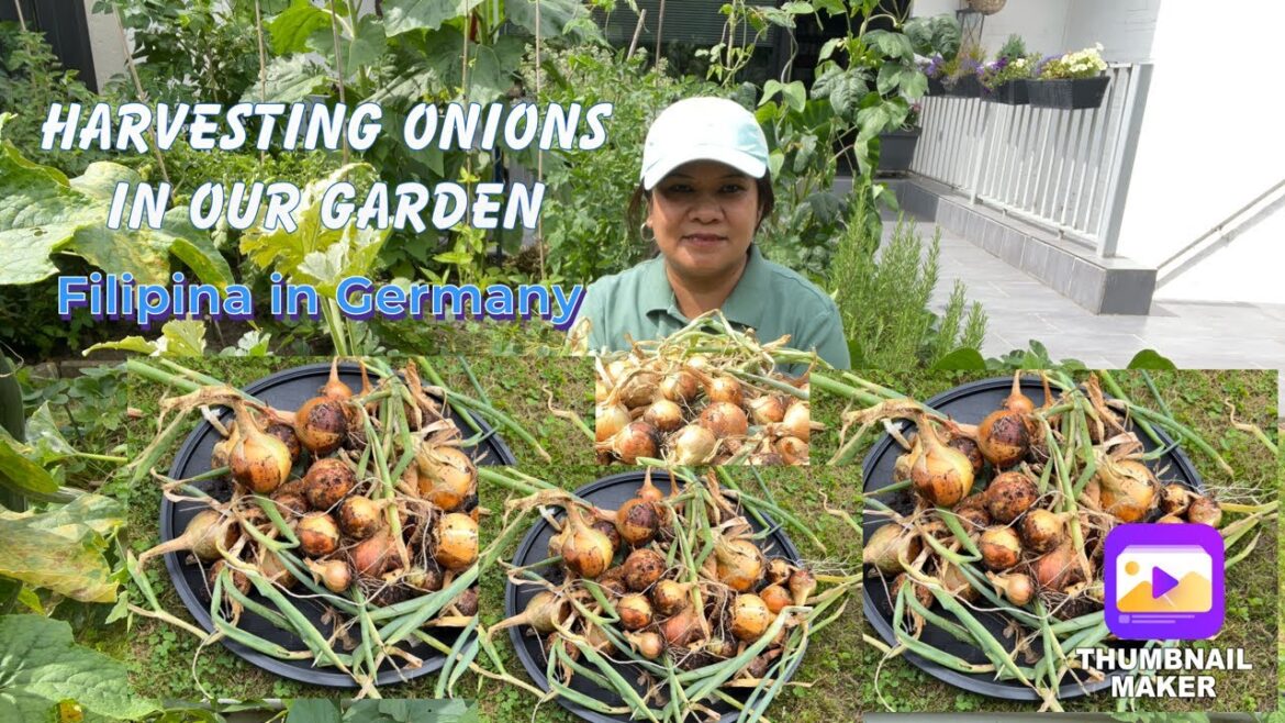 Harvesting Onions In Our Mini Garden | Backyard Garden | Vegetable Garden | Perla Klug Vlogs