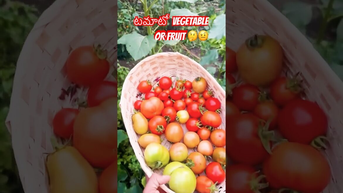 Is Tomato Fruit or Vegetable 🤔 #Organicfarming #telugushorts #ytshorts Is Tomato Fruit or Vegetable 🤔 #Organicfarming #telugushorts #ytshorts