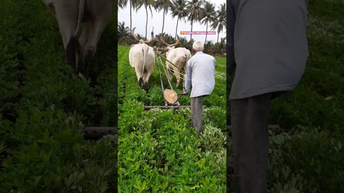 The Rise of Khedut Mitro: India’s Viral Farming Sensation #shorts #khetibadi #ytshorts The Rise of Khedut Mitro: India’s Viral Farming Sensation #shorts #khetibadi #ytshorts