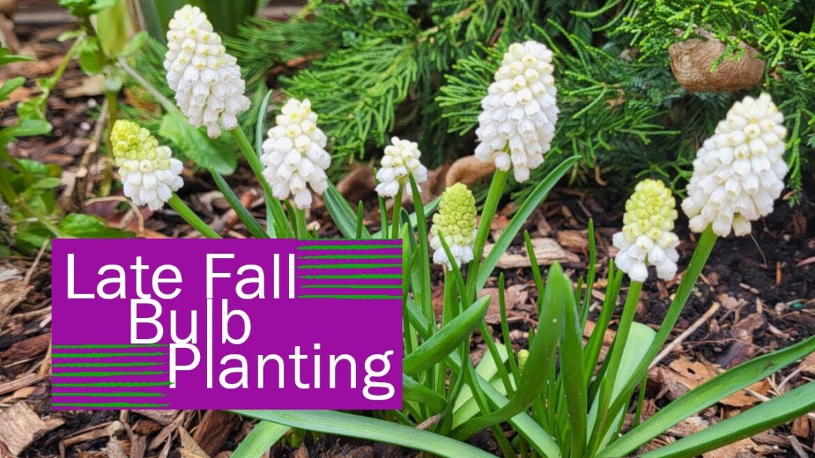 Planting Hyacinths and Muscari | Container Gardening